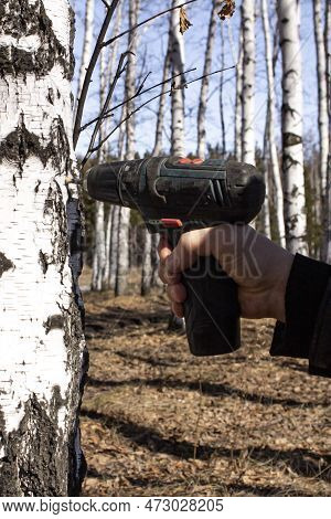 A Village Man Collects Birch Sap In Early Spring In Order To Improve His Health And Resell It To Huc