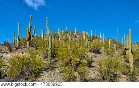 Saguaro Cactues Growing Along King Canyon Wash In Saguaro National Park, Tucson Arizona.