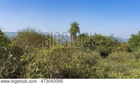 Jungle Landscape. In The Foreground Are Impenetrable Thickets Of Bushes With Intertwined Branches. P