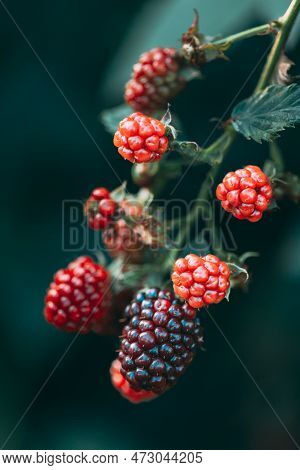 Ripe Red Raspberry Next To Unripe One. Close Up View On Raspberries. Growing Organic Berries. Geneti