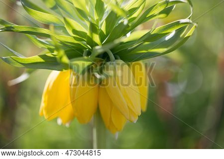 Hazel Grouse Imperial Yellow In Spring, Fritillary