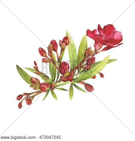 Watercolor Illustration Of Oleander. Set With Flowers And Leaves. Hand-drawn Isolated Clip Art On A 
