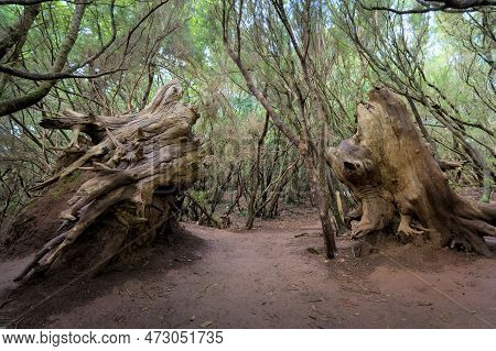 Beautiful Green Enchanted Forest. Ancient Woods. Magical Teal Rain Forest.