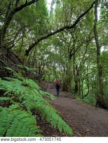 Beautiful Green Enchanted Forest. Ancient Woods. Magical Teal Rain Forest.