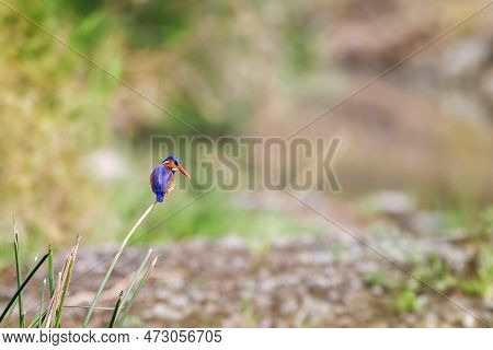 A Malachite Kingfisher, Corythornis Cristatus, On A Riverbank In The Masai Mara, Kenya.