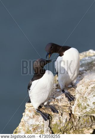 Close Up Of Two Common Guillemots (uria Aalge) On A Cliff, Uk.