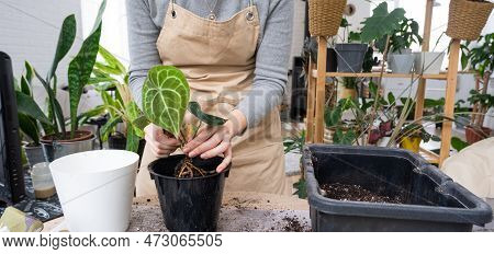 Repotting A Home Plant Anthurium Clarinervium Into A New Pot In Home Interior. Caring For A Potted P