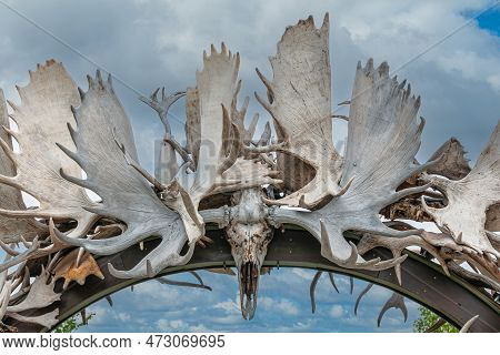 Fairbanks, Alaska, Usa - July 27, 2011: White Dried Moose Antler Arch Closeup On Chena River Shoreli