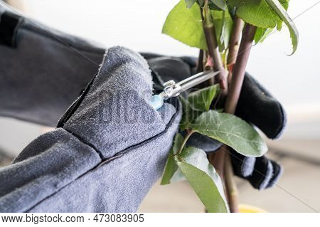 Rose Pruning Of Large Thorns. Close-up Hands In Protective Gloves Prune A Rose Bush With Large Thorn