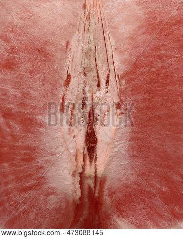 Pink Grapefruit Texture N The Shape Of Vagina, Vulva Symbol. Natural Abstract Background. Sexy Conce