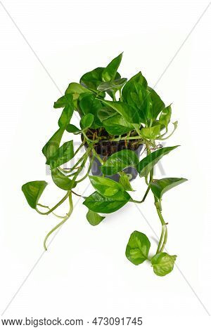 Tropical 'epipremnum Global Green' (botanic Name) Houseplant In Flower Pot On White Background
