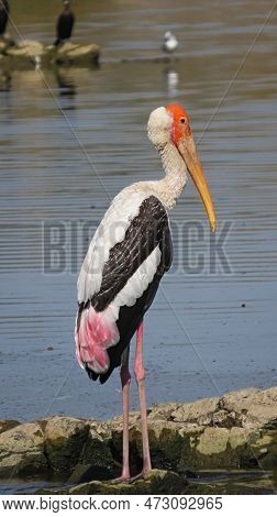 Rajkot, Gujarat, India. March-11-2023. A Painted Stork(mycteria Leucocephala) Bird In A River Flow.