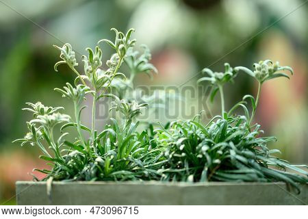 Beautiful Edelweiss Flower Blossom, Mountain Flower And Used In Traditinal Medine