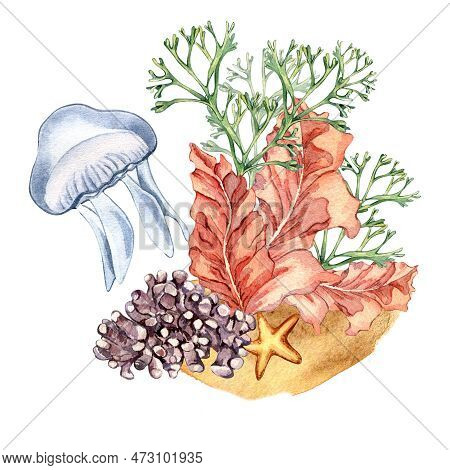 Composition Of Colorful Sea Plants Watercolor Illustration Isolated On White