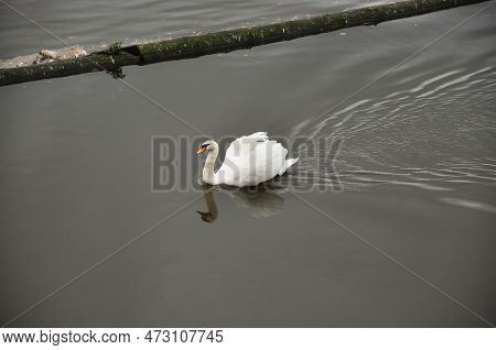 White Swan In A Pond On Koe Bogen In Duesseldorf, Germany