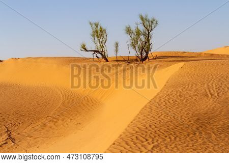 Wild  Solitary Tamarisk Tree  (tamarix )  Growing On A Sand Dune In The Sahara Desert. Desert Near T