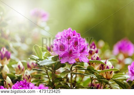 Spring Rhododendron Flowers In Washington State During Bright Day Light