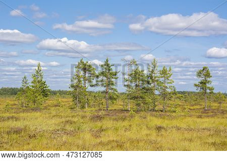 View Of The Torronsuo National Park In Summer, Finland