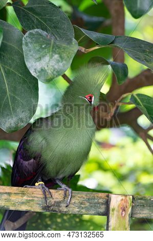 Cute Exotic Tauraco Bird With Green Feather. Exotic Tauraco Bird Outdoor.