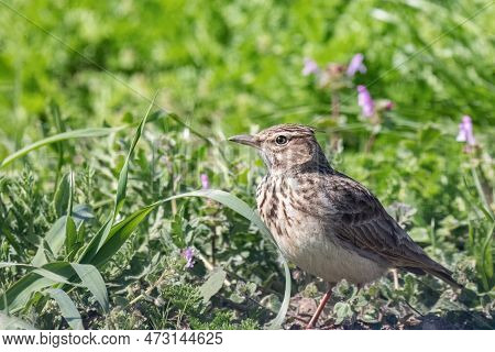 The Crested Lark Or Galerida Cristata Common Small Grey Brown Bird On The Green Sunny Background.