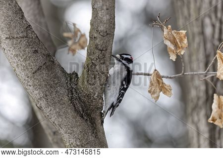 The Downy Woodpecker (dryobates Pubescens) The Smallest Woodpecker In North America.