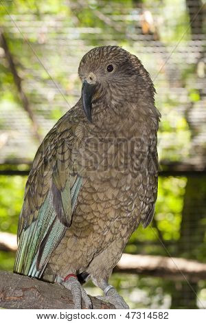 KEA