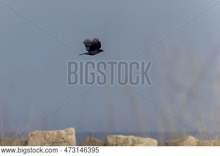 The American Crow (corvus Brachyrhynchos) In Flight