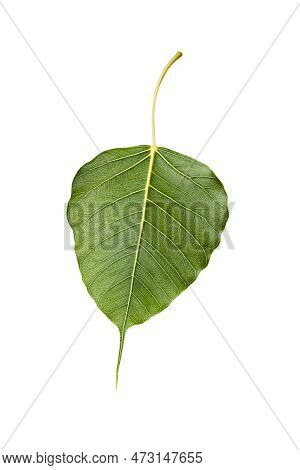 Green Bohhi Tree Leaf Isolated On White Background