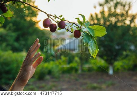 A Tree Full Of Blue Plums In The Garden. A Man's Hand Collects Blue Plums In The Garden. Plum Harves