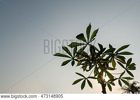 Cassava Field On Sunrise. Food It Is Commonly Used Animal Feed. Sampou During Summer. Product Name I