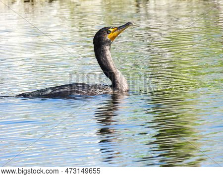 Double-crested Cormorant In The Lake Apopka Wildlife Drive