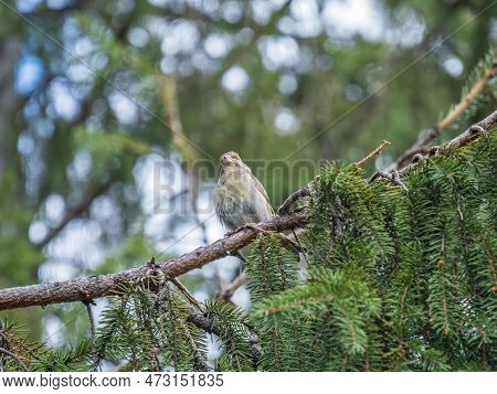 Green And Yellow Songbird, European Greenfinch Sitting On A Branch In Spring. The European Greenfinc