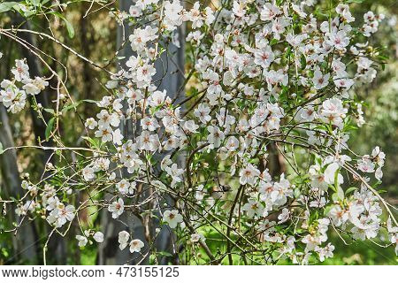 Almond Flowers Closeup. Flowering Branches Of An Almond Tree In An Orchard. Prunus Dulcis, Prunus Am