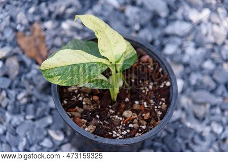 Closeup To Rhaphidophora Puberula Variegated In The Pot