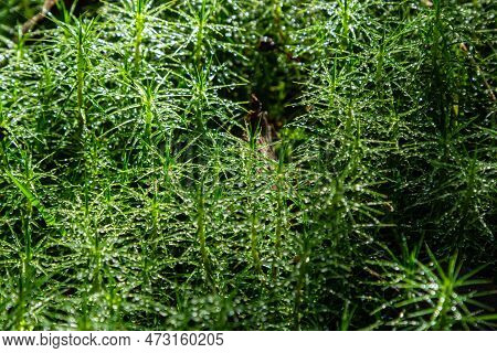 Detail Of The Moss Polytrichum Commune, Also Known As Plonik, Natural Background, Top View, Close-up