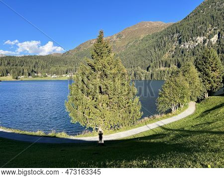 Sports And Recreational Trail Along The Alpine Lake Davos Or Loop Around Mountain Lake Davosersee, D