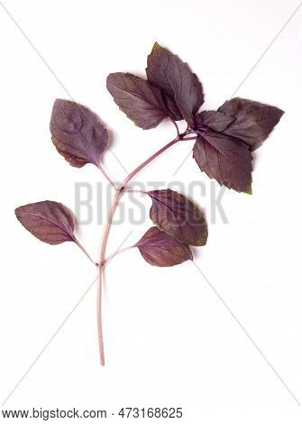 Branch Of Red Rubin Basil From Above. Stem With Fresh Leaves Of Ocimum Basilicum Purpurascens, A Var
