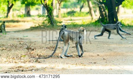 Grey Langur Monkeys In Sri Lanka. Specie Semnopithecus Priam In Arugam Bay.