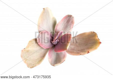 Rare Succulent Echeveria Gibbiflora Decora Variegated Rosette Flower Plant Top View Isolated On Whit