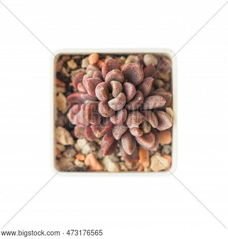 Sinocrassula Densirosulata Plant Isolated On White Background, Top View. Succulent Rosette Flower, B