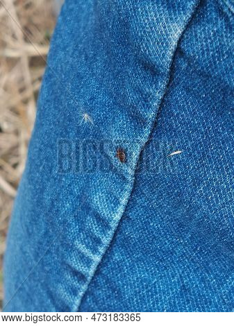 A Small Deer Tick Found On The Blue Jeans, Pant Leg Of A Man.