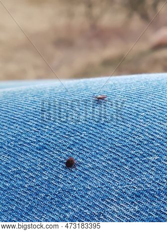 A Small Deer Tick Found On The Blue Jeans, Pant Leg Of A Man.