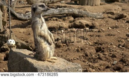 Suricata Standing On A Guard. (suricata Suricatta).