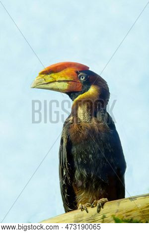 The Fiery Gomrai (lat. Buceros Hydrocorax) Sitting On A Branch On A Blue Background. Birds, Ornithol