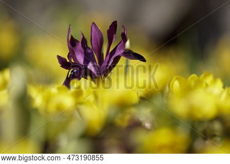 Close Up Of Flowers Growing  On Field