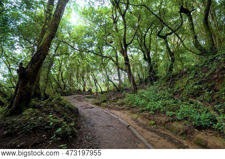 Beautiful Green Enchanted Forest. Ancient Woods. Magical Teal Rain Forest.
