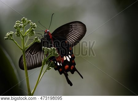 Common Rose Is A Swallowtail Butterfly Belonging To The Genus Pachliopta.