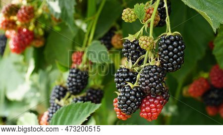 Blackberry. Rubus Eubatus. Fresh Blackberries In The Garden. A Bunch Of Ripe Blackberry Fruits On A 