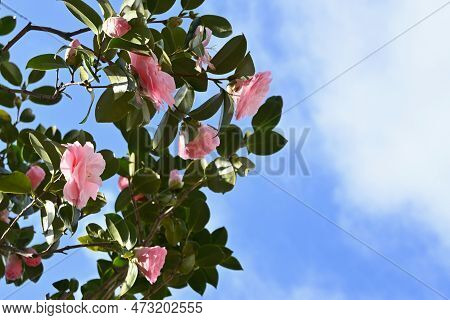 Camellia Japonica Pink Flowers. Theaceae Evergreen Tree. Blooms From February To April.
