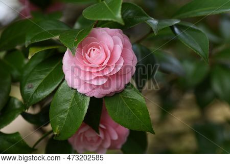 Camellia Japonica Pink Flowers. Theaceae Evergreen Tree. Blooms From February To April.
